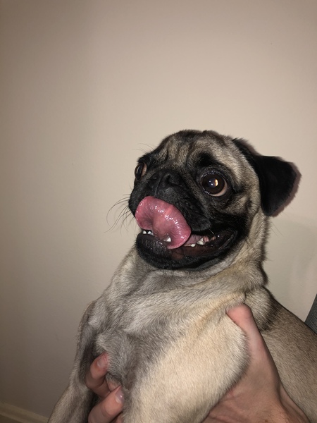 Rufus