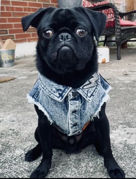 Ozzy Pawsbourne Prince of Barkness 