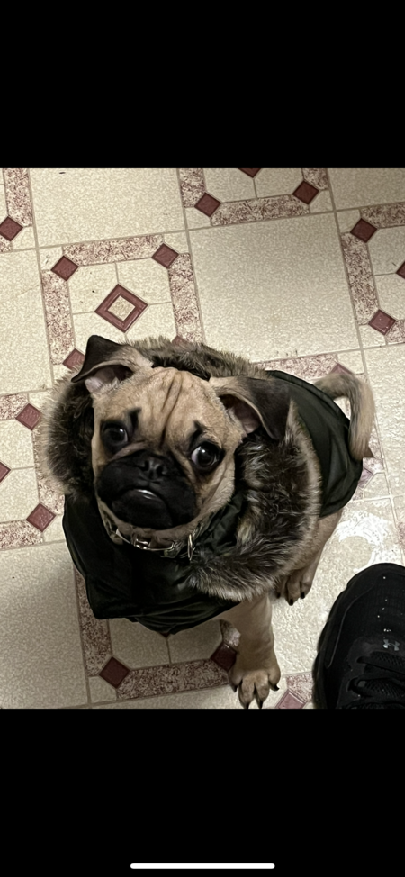 Pugsley 