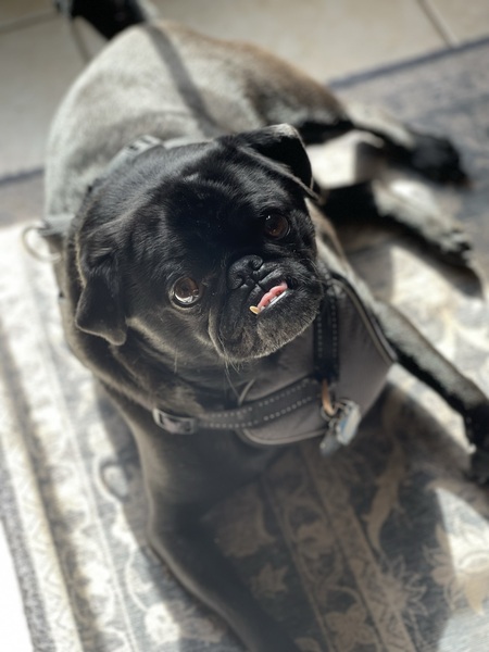 Rogu