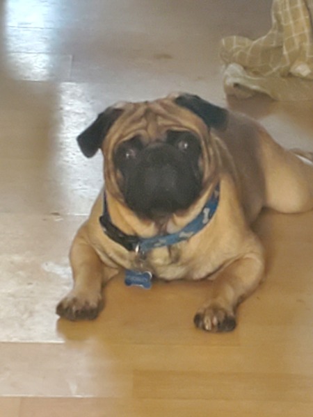 Pugsley