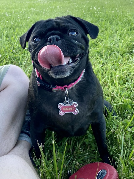Maebel