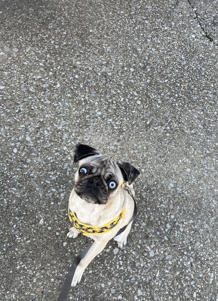 Nugget 