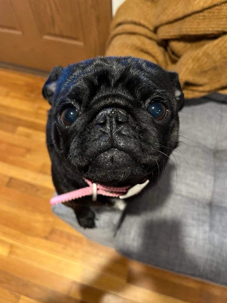 Nellie