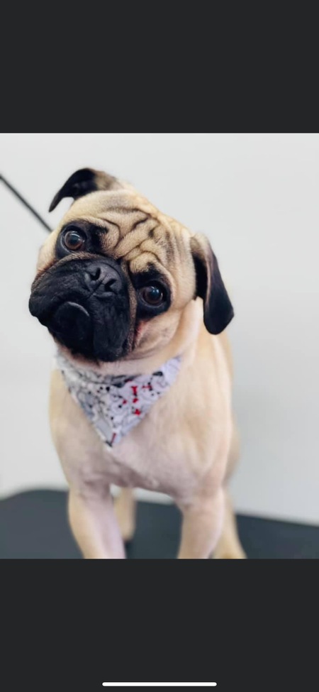 Pugsley 