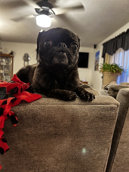 Pogo
