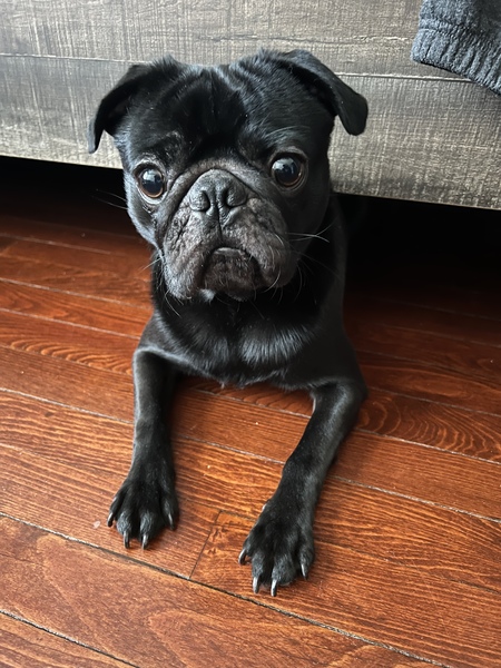 Pablo