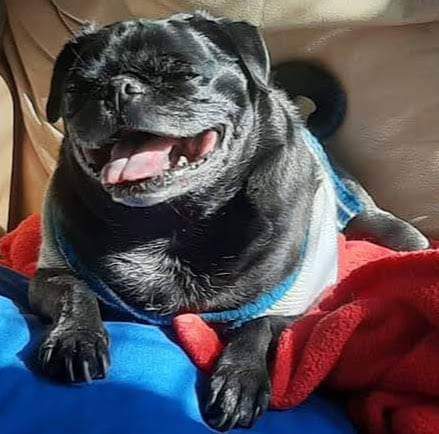 Odie Boy