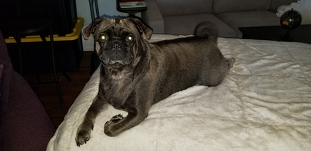 Louna Belle