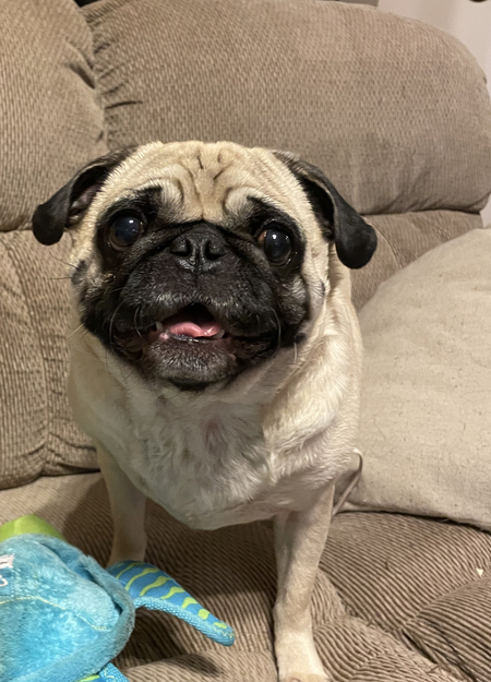 Muffin