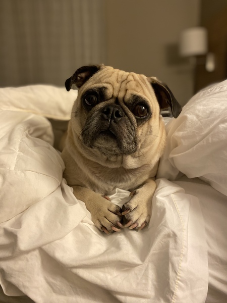 Nug the Pug 
