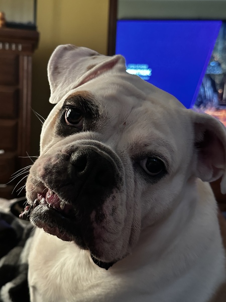 Dozer 