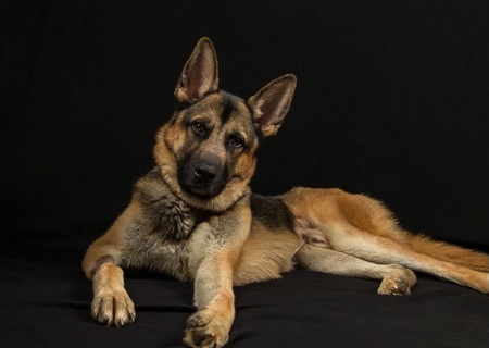Simon