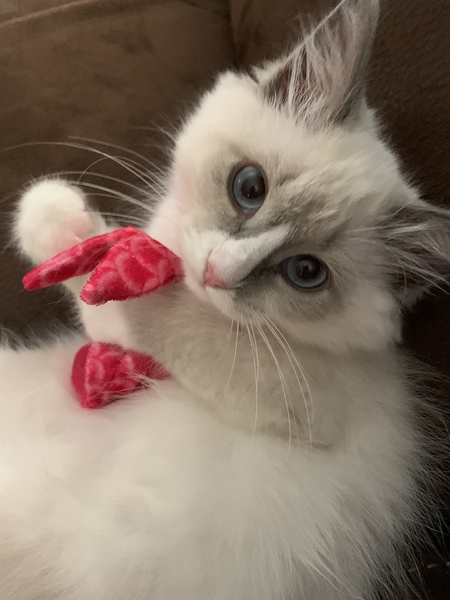 Lily