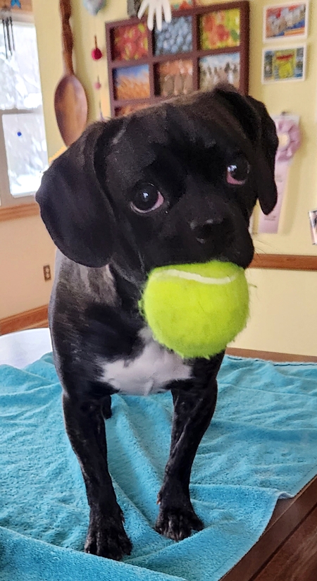 Roxy