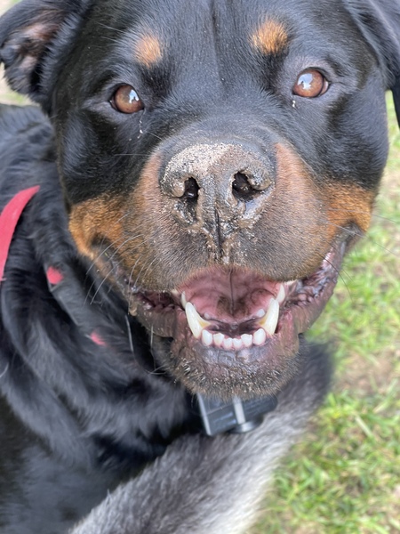Bear 