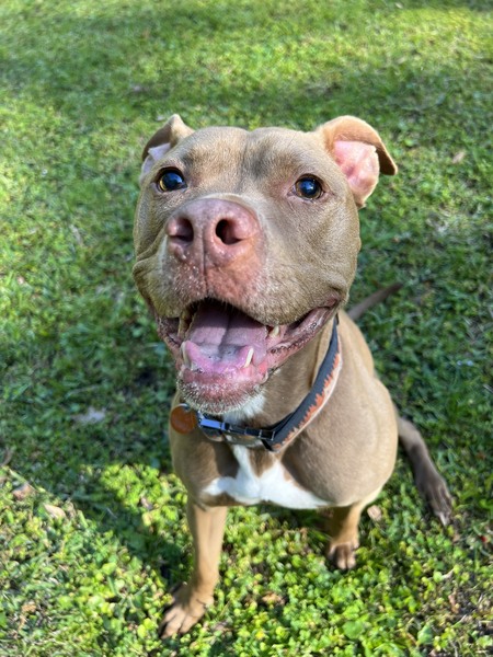 Vito