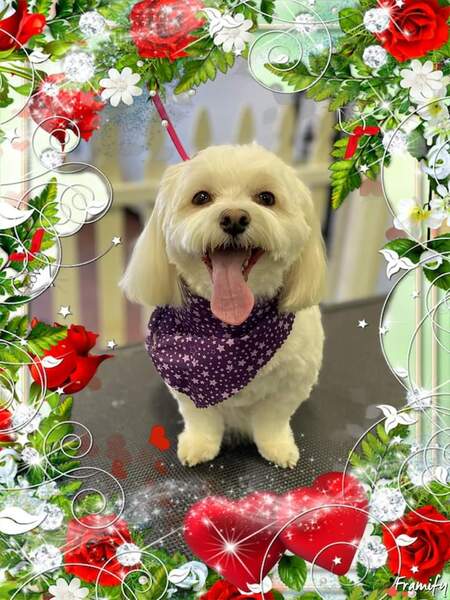 Bailey