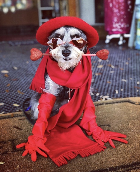 Franklin the Schnauzer