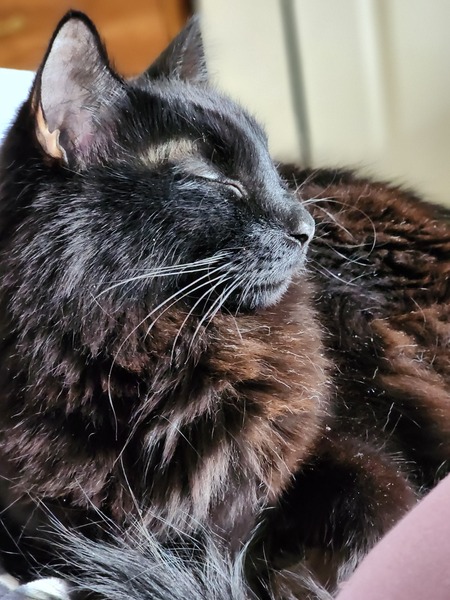 Mickey Meowse 