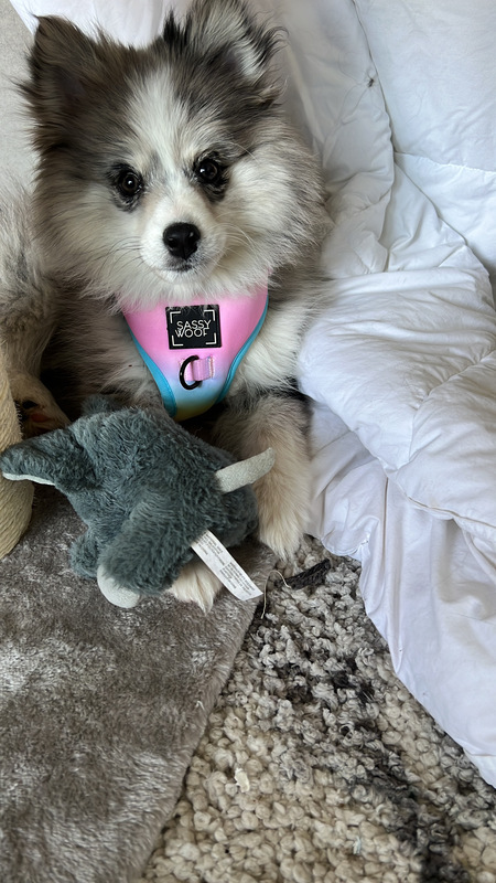 Princess Polly Waggle