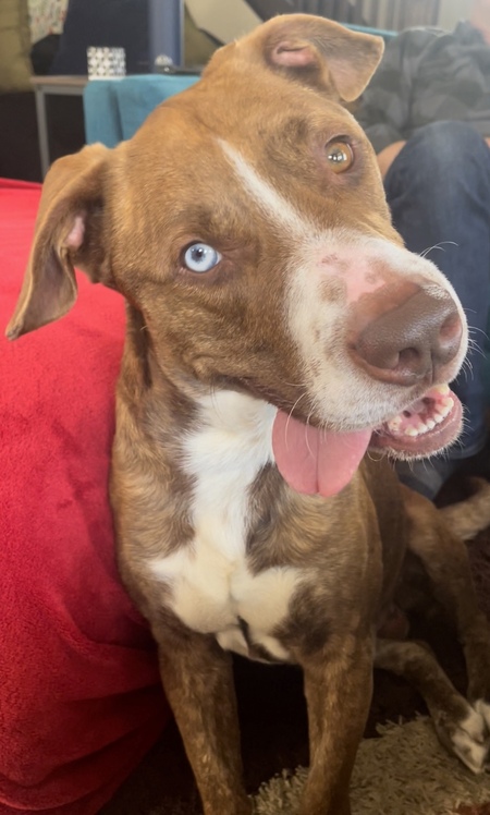 Bowie