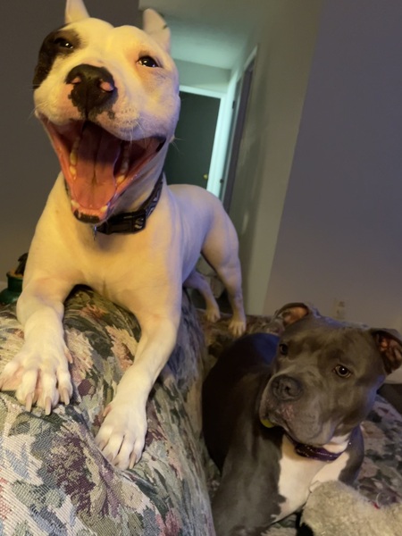 Chico & Luci