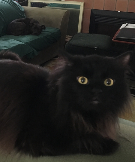 Sidi & Noodle