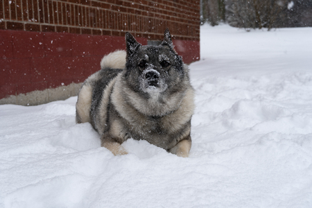 Axel