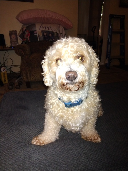 Otis