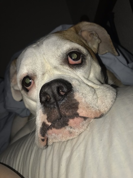 Dutchess
