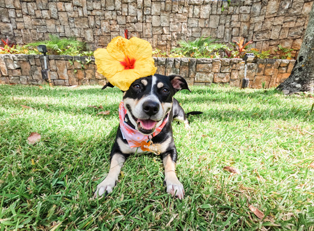Stella