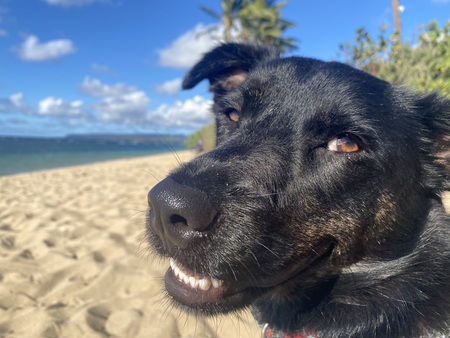 Reilly Bean Gooddog