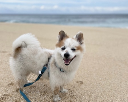 Mochi