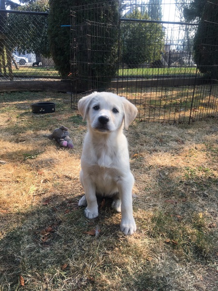 Marshmallow