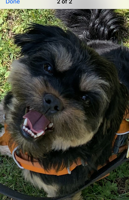 Finn