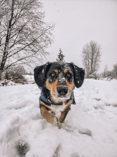 Diego