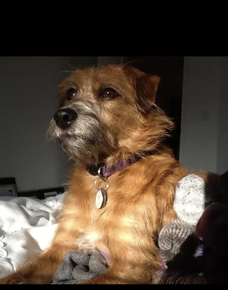 Ginger