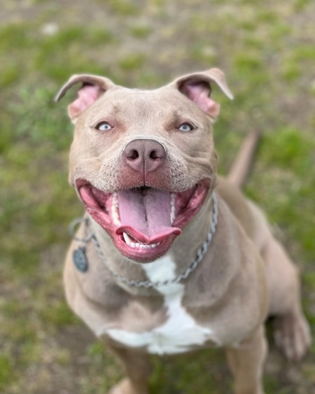 Gracie 