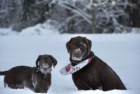 Harvey and his brother Buck 