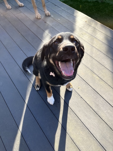 Nova