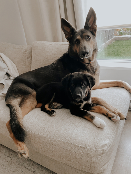 Diesel and Nova