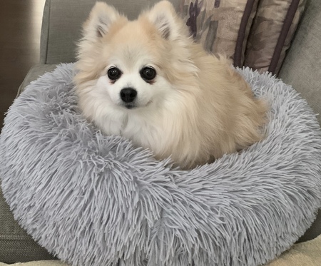 Tia