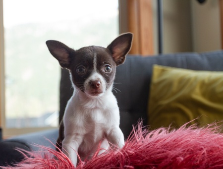 Mimi