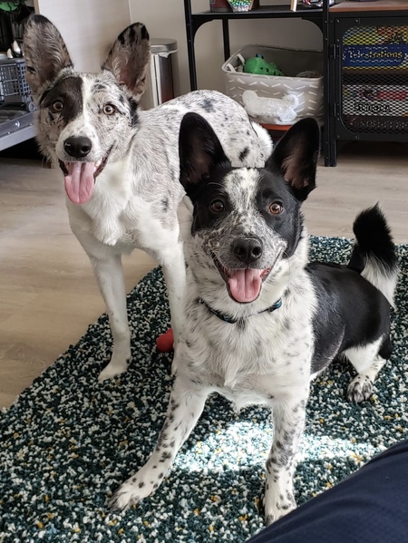 Onyx & Gizmo