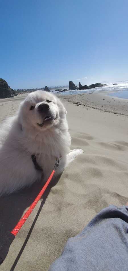 Finn