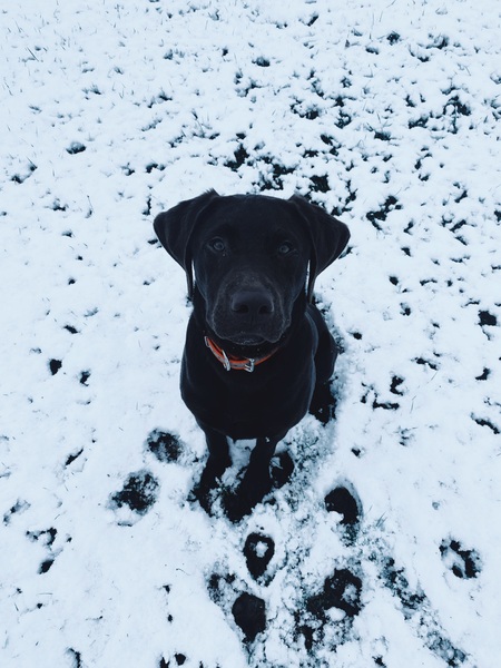 Moose