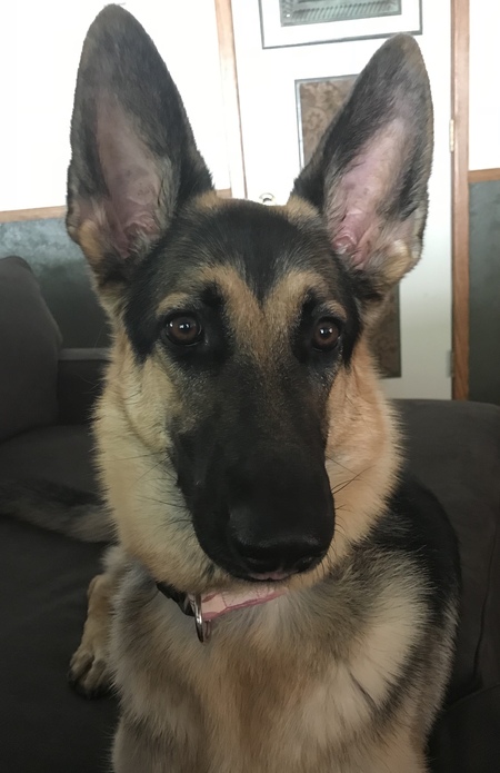 Kimber
