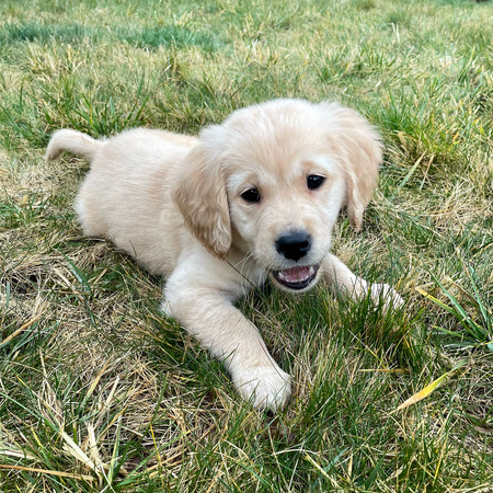 Enzo