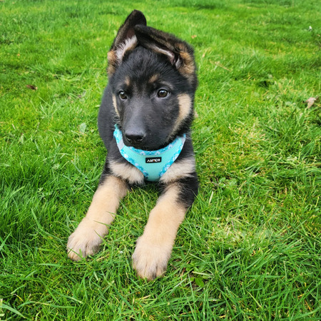 Teddy 